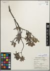 Foto von Salix glauca L.